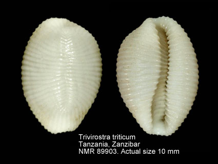 Trivirostra triticum.jpg - Trivirostra triticum Schilder,1932